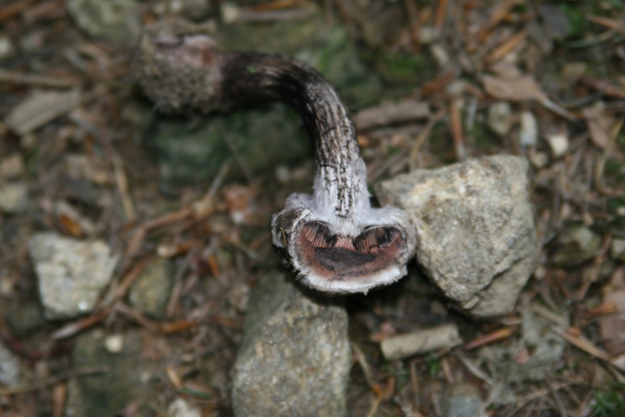 Strobilomyces strobilaceus (?)